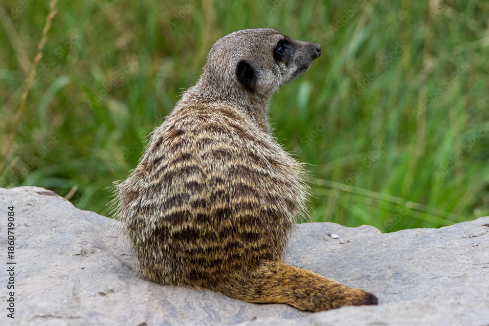 Fototapeta premium suricate