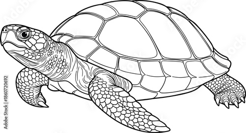 Black and White Turtle Illustration.