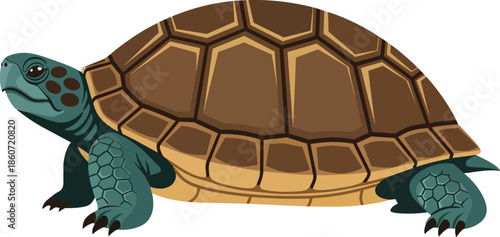Cartoon Turtle Illustration with Shell Details.