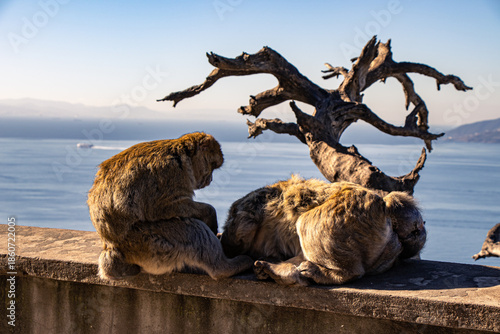 Gibraltar Monkey Perched Above the Harbor