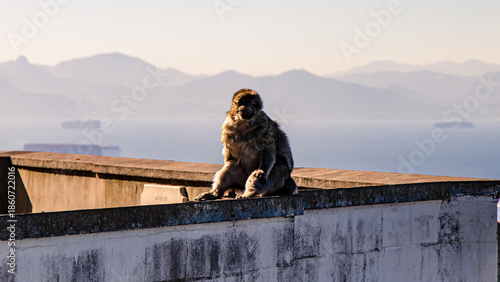 Gibraltar Monkey Perched Above the Harbor