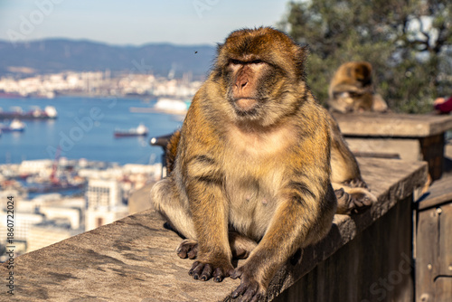 Gibraltar Monkey Perched Above the Harbor