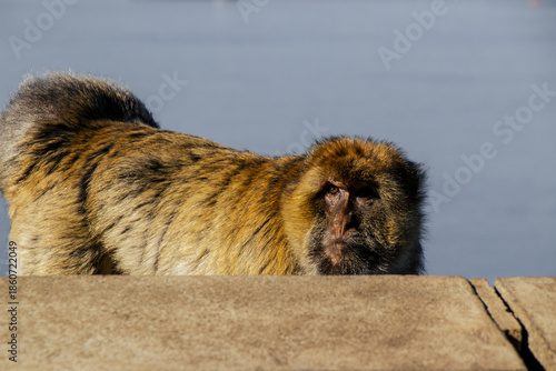 Gibraltar Monkey Perched Above the Harbor
