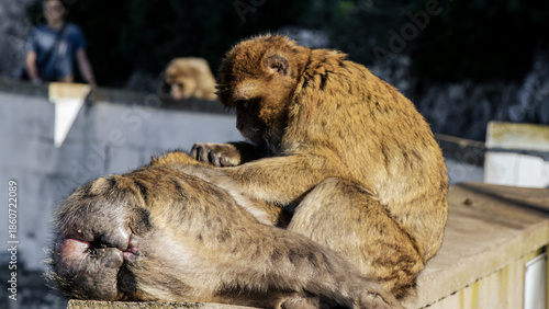 Gibraltar Monkey Perched Above the Harbor