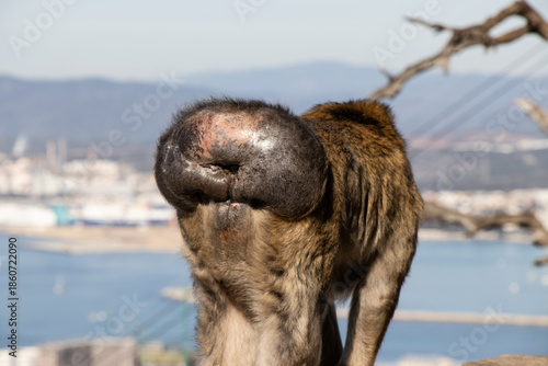Gibraltar Monkey Perched Above the Harbor