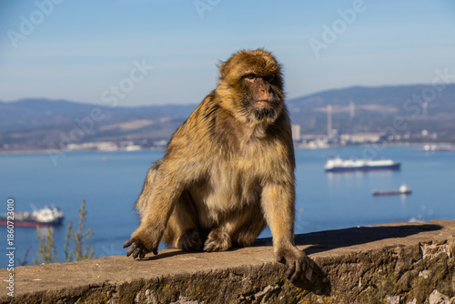 Macaque Watching the Mediterranean Sea Horizon