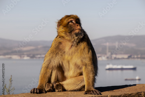 Macaque Watching the Mediterranean Sea Horizon