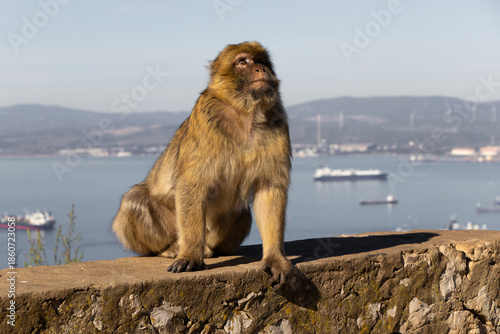 Macaque Watching the Mediterranean Sea Horizon