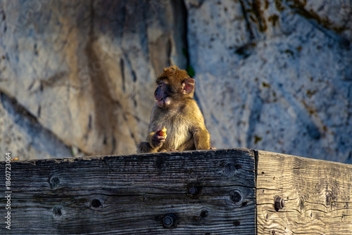 Macaque Watching the Mediterranean Sea Horizon