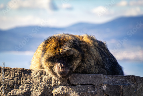 Macaque Watching the Mediterranean Sea Horizon
