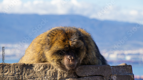 Macaque Watching the Mediterranean Sea Horizon