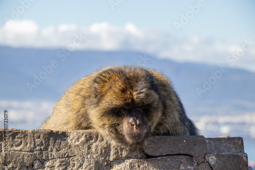 Macaque Watching the Mediterranean Sea Horizon