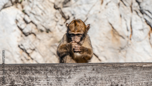 Macaque Watching the Mediterranean Sea Horizon