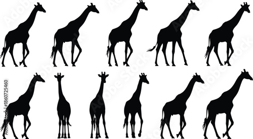 giraffe, silhouettes, walking, poses, african, wildlife, animal, mammal, safari, nature, zoo, black, white, vector, illustration, collection, wild, fauna, standing, profile