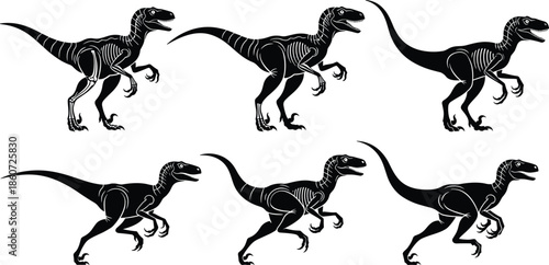 velociraptor, dinosaur, silhouettes, running, poses, prehistoric, predator, black, white, vector, illustration, jurassic, reptile, anatomy, motion, extinct, wildlife, science, collection, design