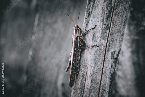 Large locust. Close-up, background, on the tree