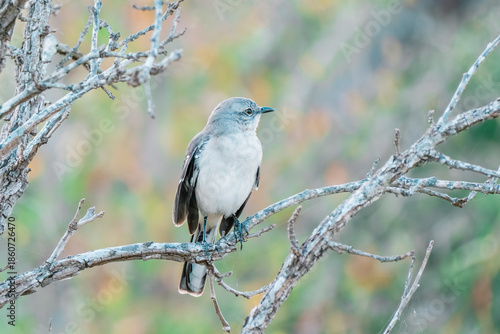 A mockingbird is shown in a close-up shot on a branch