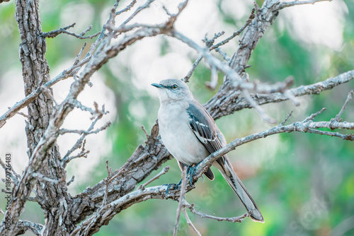 A mockingbird is shown in a close-up shot on a branch