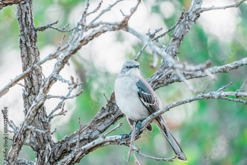 A mockingbird is shown in a close-up shot on a branch