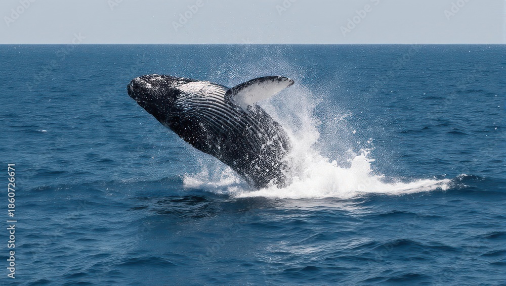 Fototapeta premium Humpback Whale Breaching Majestic Ocean Display.