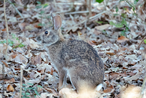 A large wild hare in close-up
