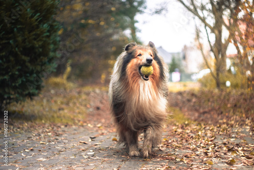 Shetland Sheepdog Running Through the Woods