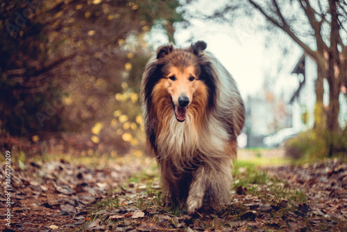 Shetland Sheepdog Running Through the Woods