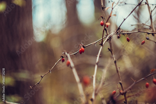 Red Rowan Berries in the Autumn Forest