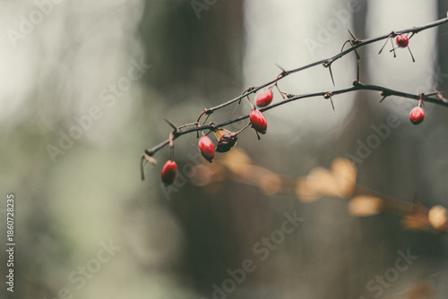 Red Rowan Berries in the Autumn Forest