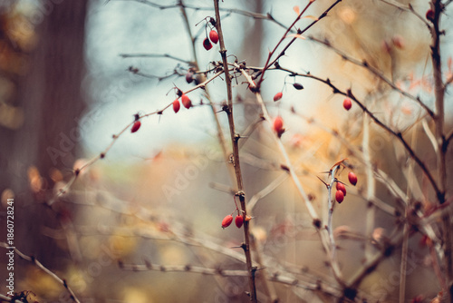 Red Rowan Berries in the Autumn Forest