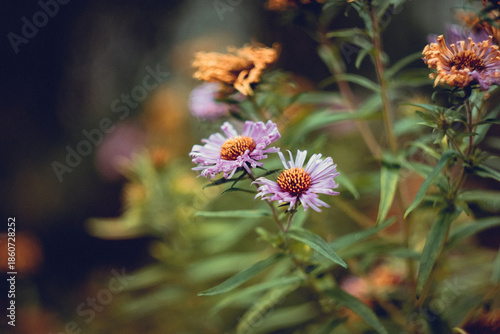 Floral Composition Featuring Late Summer Blooms