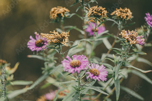 Floral Composition Featuring Late Summer Blooms