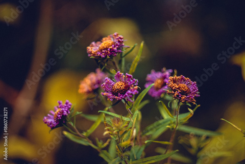 Floral Composition Featuring Late Summer Blooms