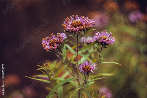 Floral Composition Featuring Late Summer Blooms