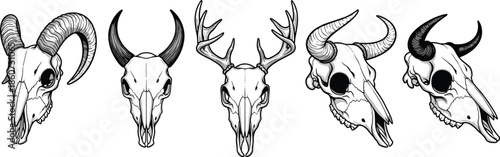 Black and white animal skulls with horns and antlers wildlife