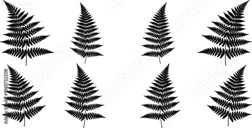 Black silhouette ferns on white background leaves