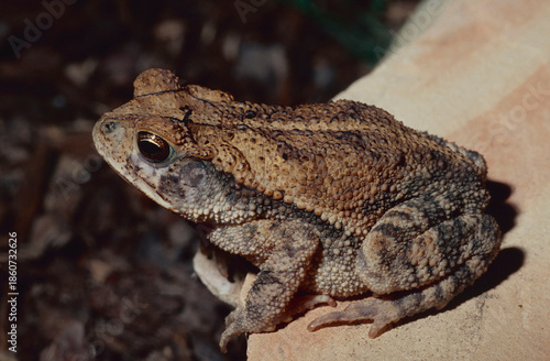 Fotografia Gulf coast toad (Incilius valliceps) sitting on a decorative stone in a neighborhood in Katy, Texas