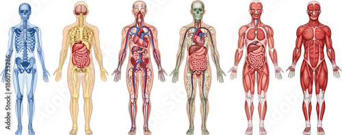 Human body anatomy showing skeletal muscular and circulatory systems skeleton muscles