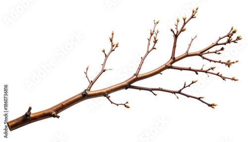 A single brown tree branch with buds against a black background