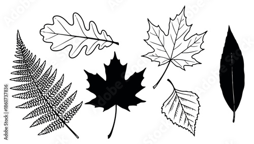 Hand drawn line art and silhouette leaves set featuring various botanical foliage for natural design