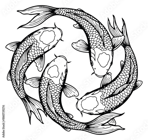 Hand drawn line art illustration of four koi fish depicting an intertwined circular pattern for symbolic designs