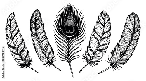 Hand drawn feathers set featuring various detailed avian plumes and a peacock feather for bohemian decoration