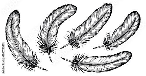 Hand drawn feather set featuring various natural plumes for decorative design