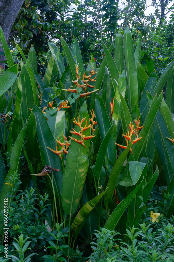 Obraz premium Orange heliconia flowers emerging from dense green foliage, ideal for tropical garden concepts, plant catalogs, and nature-focused projects.