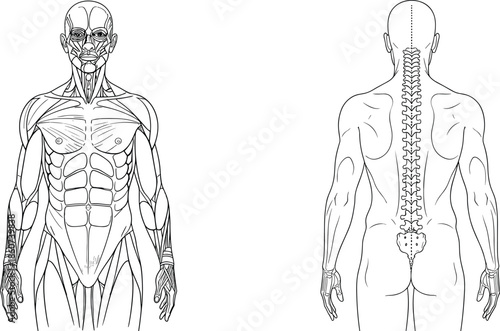 Human body muscle and skeleton anatomy medical