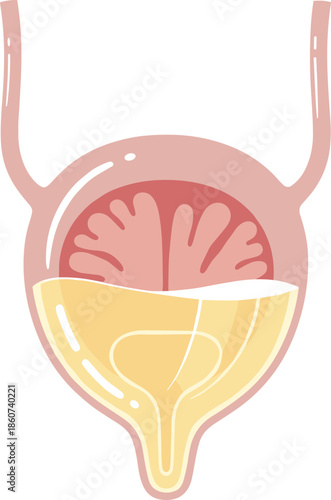 Female reproductive system anatomy with bladder and uterus human body