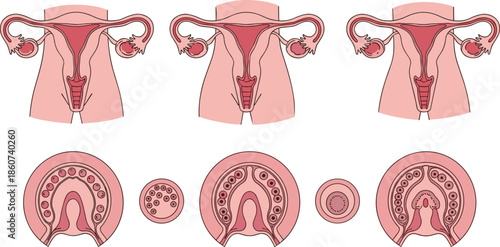 Female reproductive system anatomy uterus ovaries