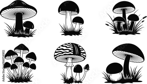 Black and white of various mushroom types in grass mushrooms fungi nature