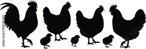 Black silhouettes of chickens and chicks on white background