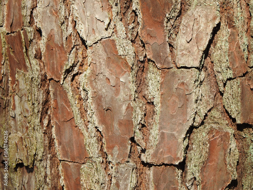 Loblolly pine bark, natural texture. Woodland forest, Blackwater National Wildlife Refuge, Dorchester County, Maryland.    